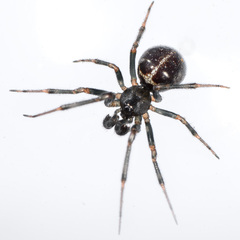 Steatoda hespera