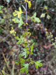 Crataegus monogyna