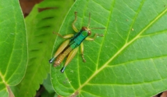 Caryanda spuria