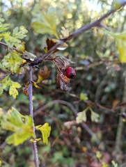 Crataegus monogyna