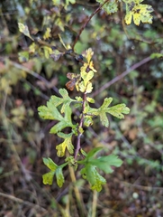 Crataegus monogyna