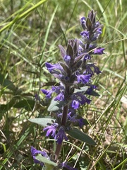 Ajuga