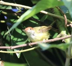 Orthotomus atrogularis