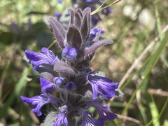 Ajuga