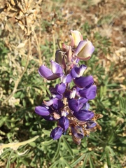 Lupinus formosus
