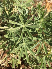Lupinus formosus