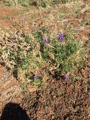 Lupinus formosus