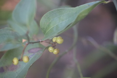 Smilax australis