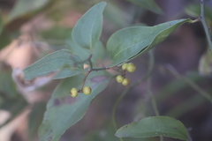 Smilax australis