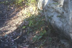 Smilax australis