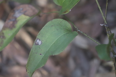 Smilax australis