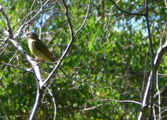 Tolmomyias sulphurescens