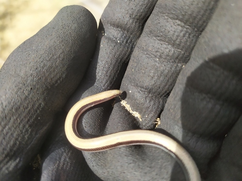 Blunt-tailed West-coast Slider, Lerista praepedita