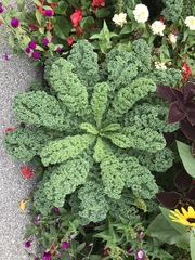 Brassica oleracea acephala