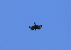Buteo brachyurus