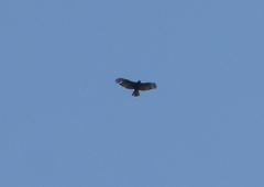 Buteo brachyurus