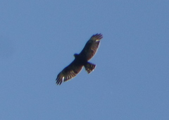 Buteo brachyurus