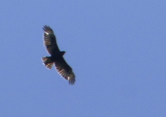 Buteo brachyurus