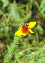 Osmia azteca