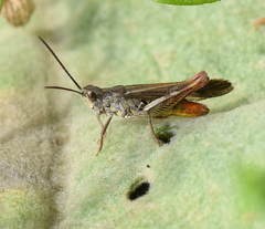 Chorthippus maritimus maritimus