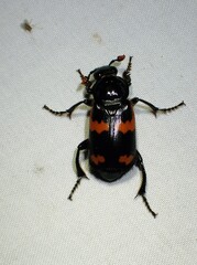 Nicrophorus sayi