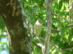Tolmomyias sulphurescens