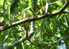 Tolmomyias sulphurescens