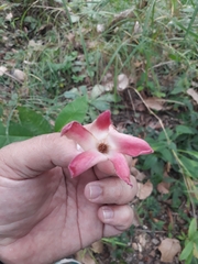 Dipterocarpaceae