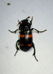 Nicrophorus sayi