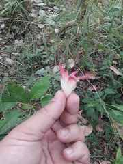 Dipterocarpaceae