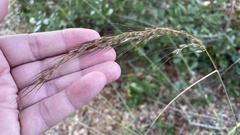 Sorghastrum elliottii
