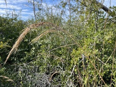 Sorghastrum elliottii