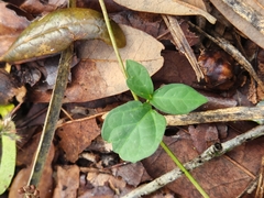 Dolichandra unguis-cati