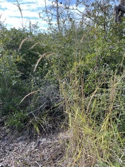 Sorghastrum elliottii