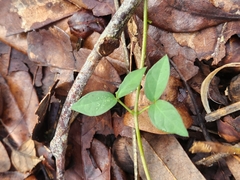 Dolichandra unguis-cati