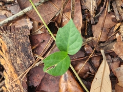 Dolichandra unguis-cati