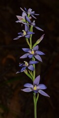 Thelymitra media