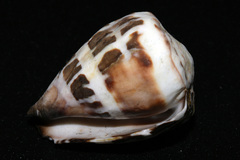Conus ebraeus