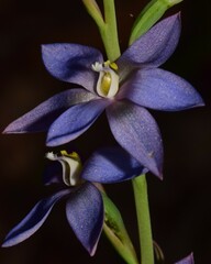 Thelymitra media