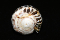 Conus ebraeus