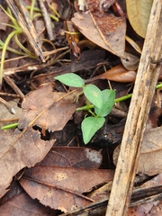 Dolichandra unguis-cati