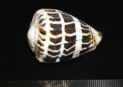 Conus ebraeus