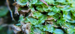Pallavicinia lyellii