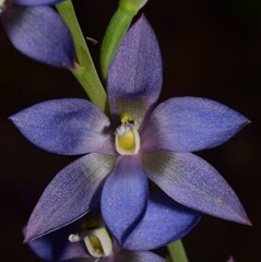 Thelymitra media
