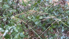 Sorghastrum elliottii