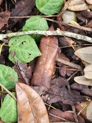 Dolichandra unguis-cati