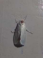 Schoenobiinae