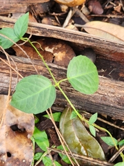 Dolichandra unguis-cati