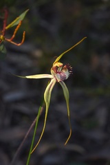 Caladenia tentaculata × venusta
