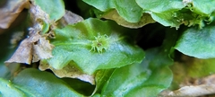 Pallavicinia lyellii